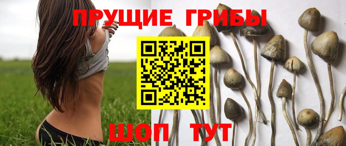 Псилоцибиновые грибы Cubensis Нерюнгри